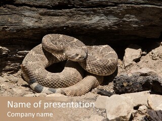 Head Serpent Viper PowerPoint Template