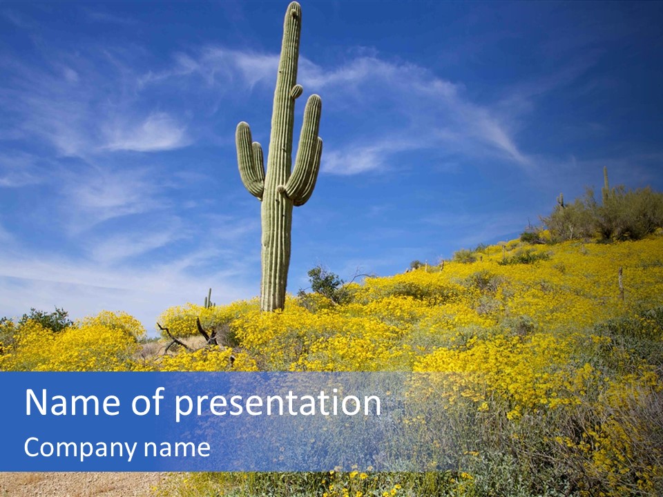 Arizona Saguaro Multi Colored PowerPoint Template