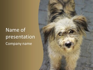 A Brown And Black Dog Standing On Top Of A Sidewalk PowerPoint Template