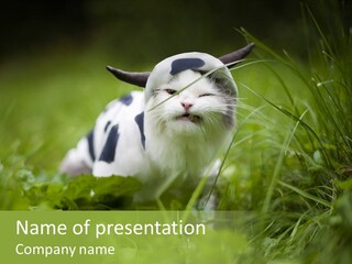 Horns Sheep White PowerPoint Template