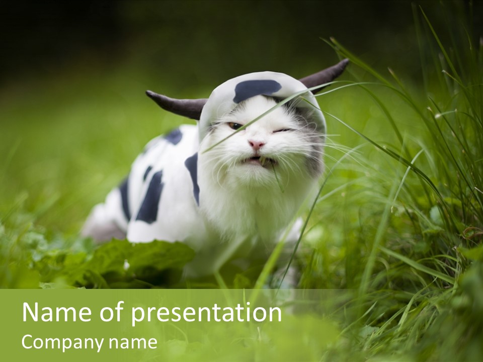 Horns Sheep White PowerPoint Template