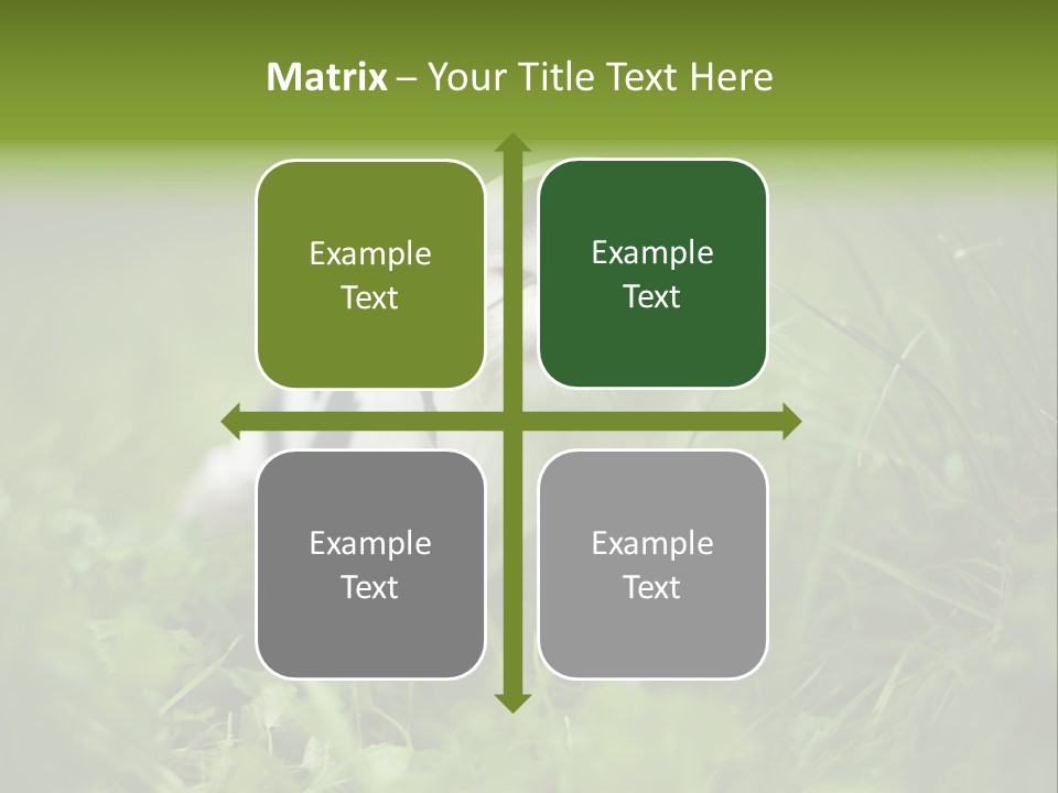 Horns Sheep White PowerPoint Template