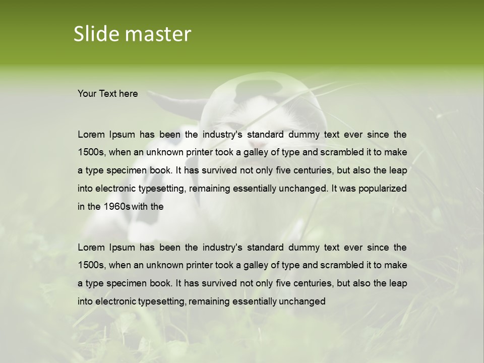 Horns Sheep White PowerPoint Template