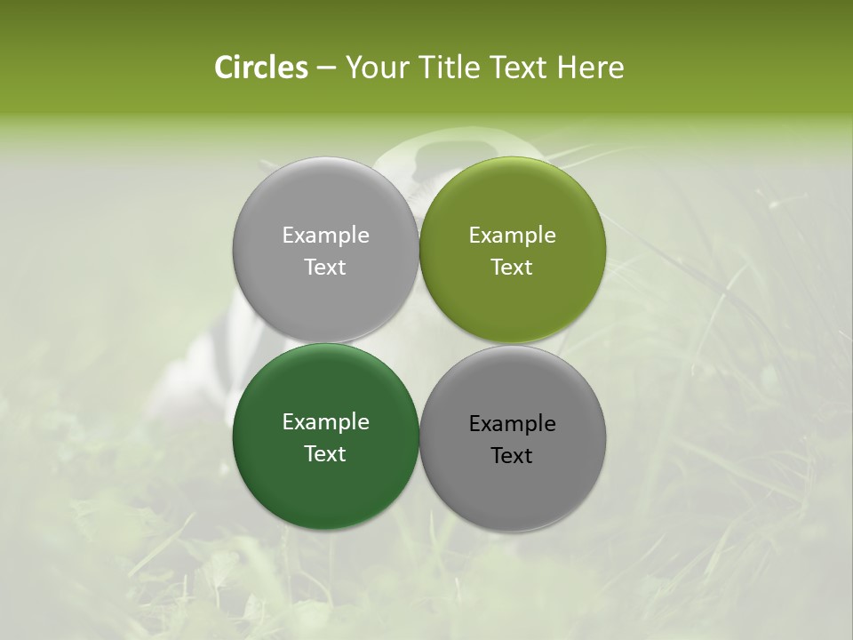 Horns Sheep White PowerPoint Template