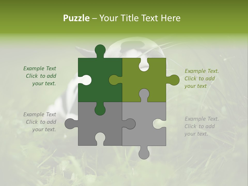 Horns Sheep White PowerPoint Template