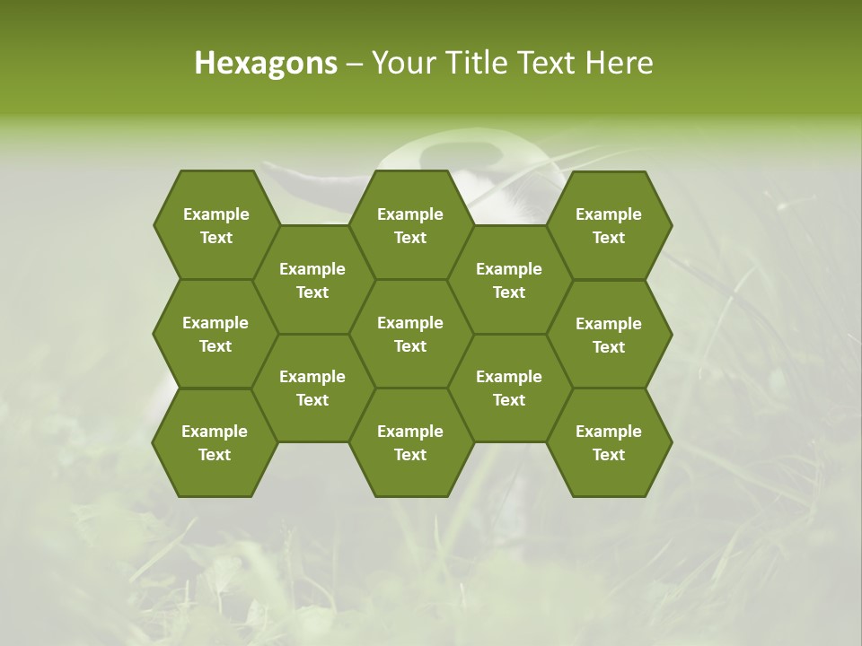 Horns Sheep White PowerPoint Template