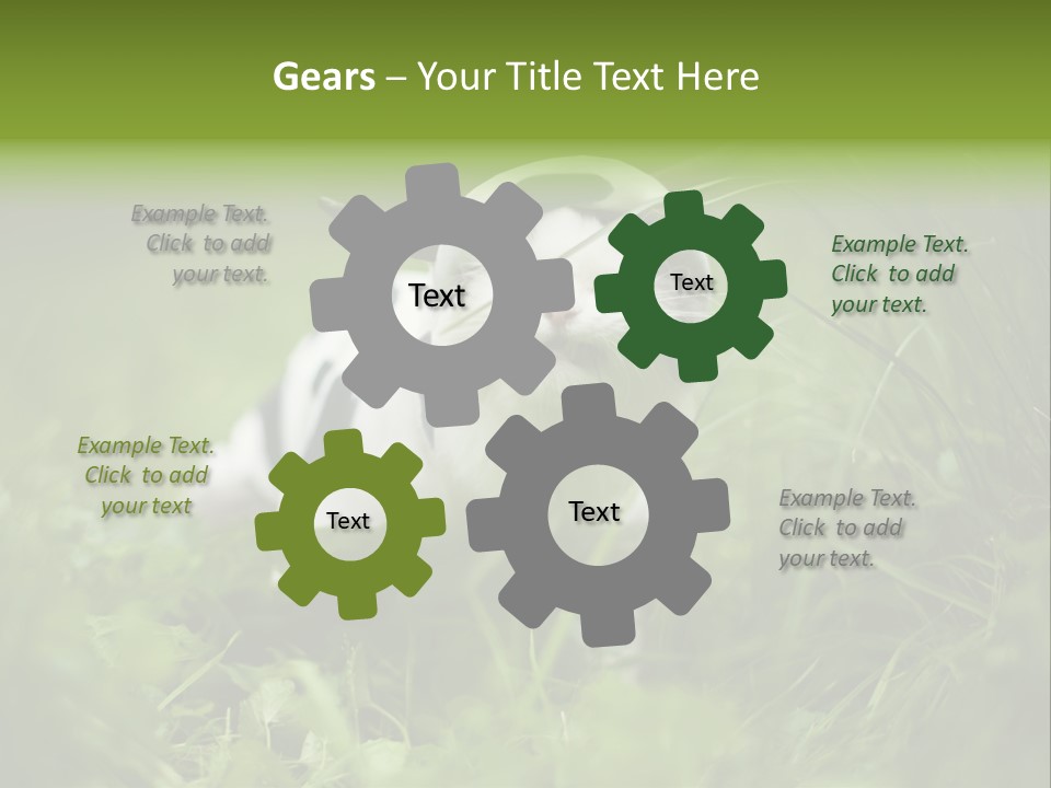 Horns Sheep White PowerPoint Template