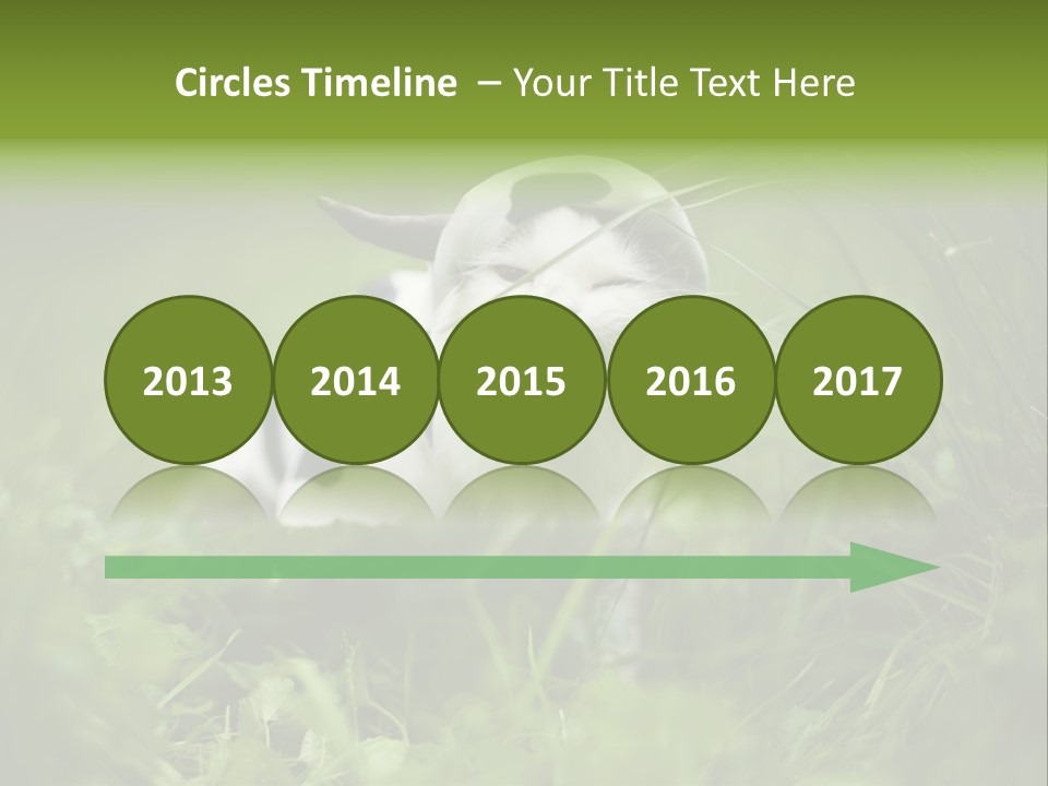 Horns Sheep White PowerPoint Template