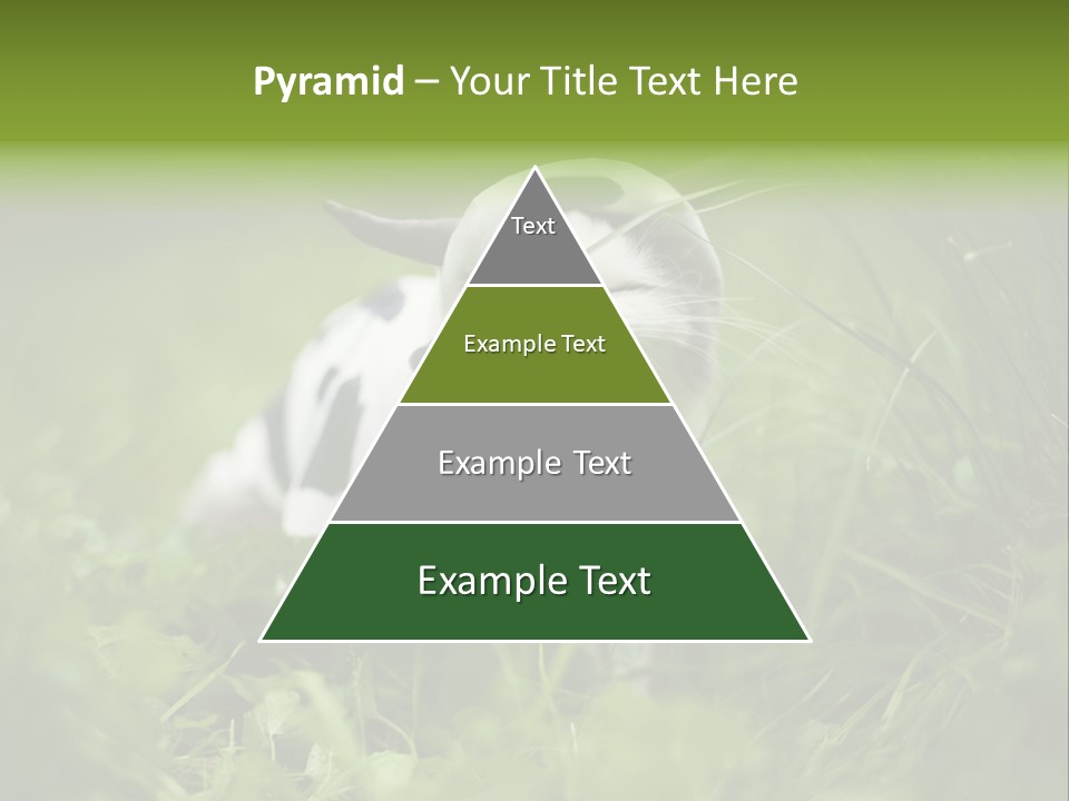 Horns Sheep White PowerPoint Template