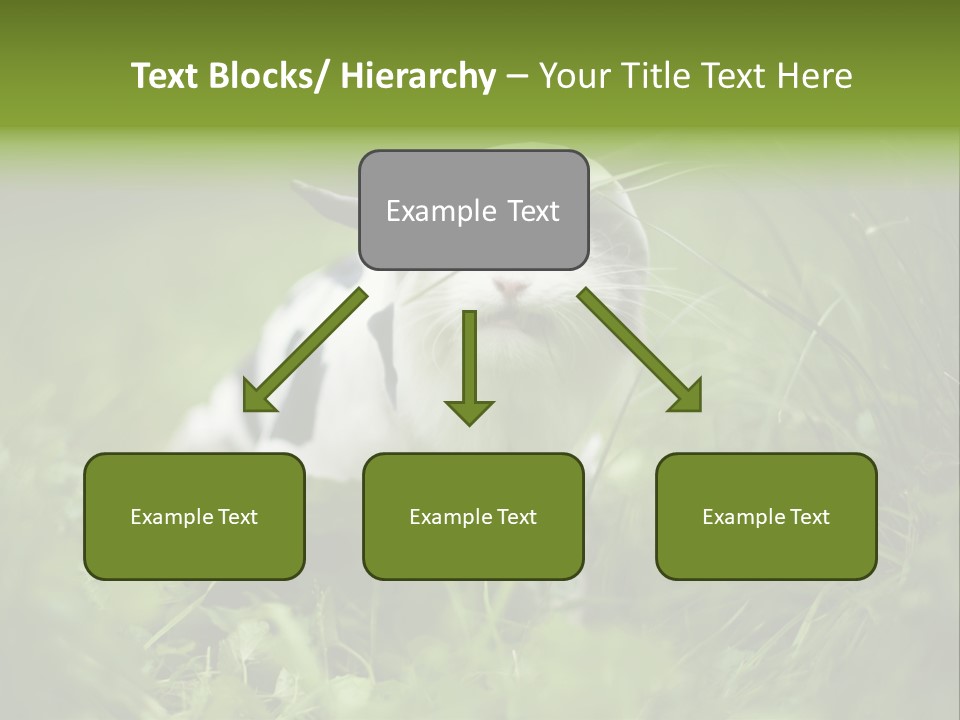 Horns Sheep White PowerPoint Template