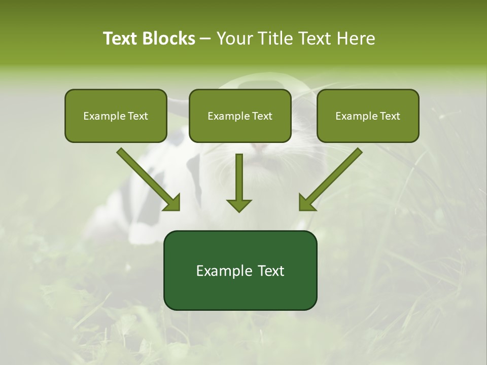Horns Sheep White PowerPoint Template
