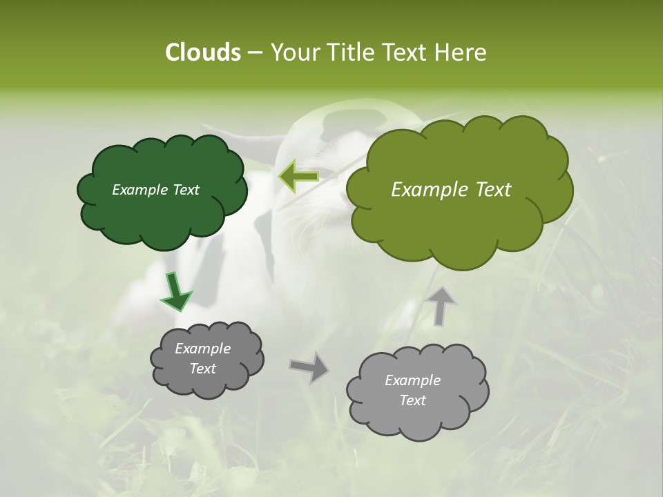 Horns Sheep White PowerPoint Template