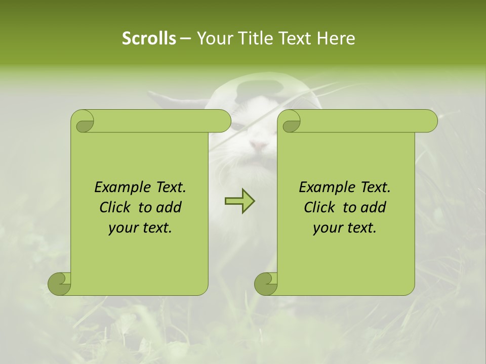 Horns Sheep White PowerPoint Template