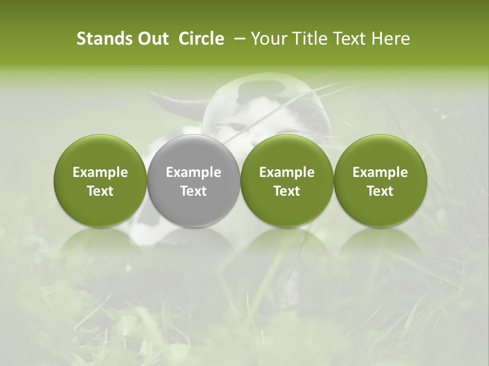 Horns Sheep White PowerPoint Template