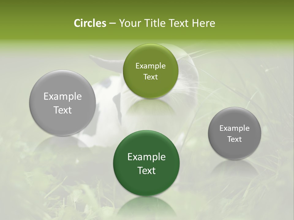 Horns Sheep White PowerPoint Template