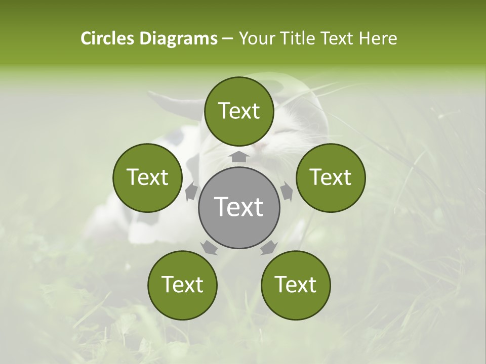 Horns Sheep White PowerPoint Template