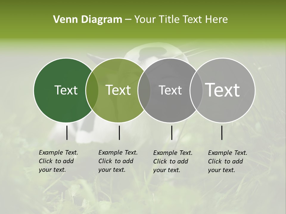 Horns Sheep White PowerPoint Template