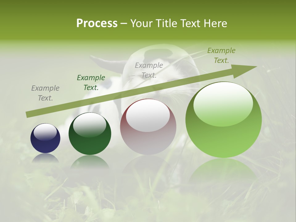 Horns Sheep White PowerPoint Template