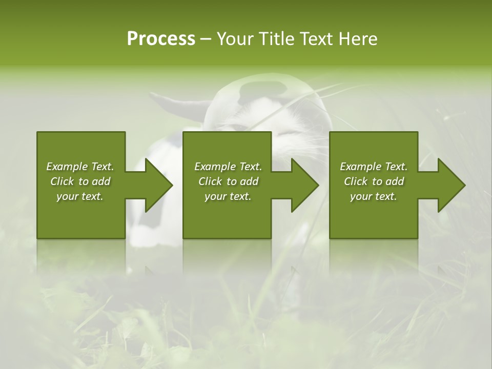 Horns Sheep White PowerPoint Template