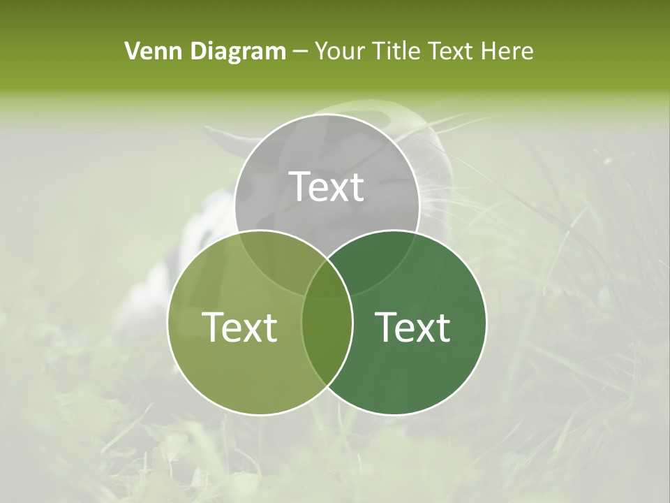 Horns Sheep White PowerPoint Template