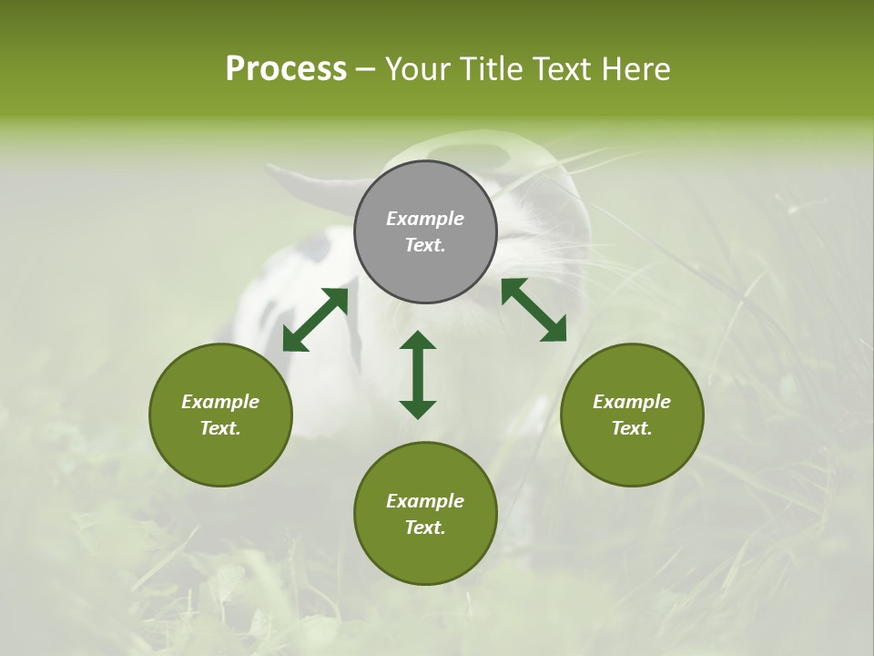 Horns Sheep White PowerPoint Template