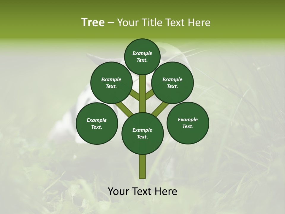 Horns Sheep White PowerPoint Template