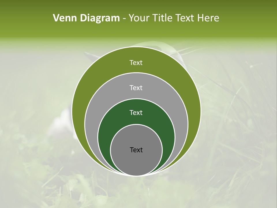 Horns Sheep White PowerPoint Template