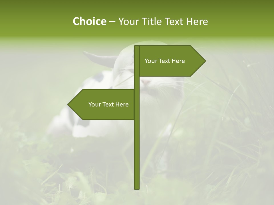 Horns Sheep White PowerPoint Template