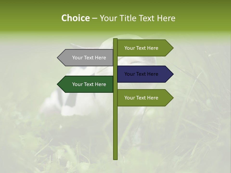 Horns Sheep White PowerPoint Template