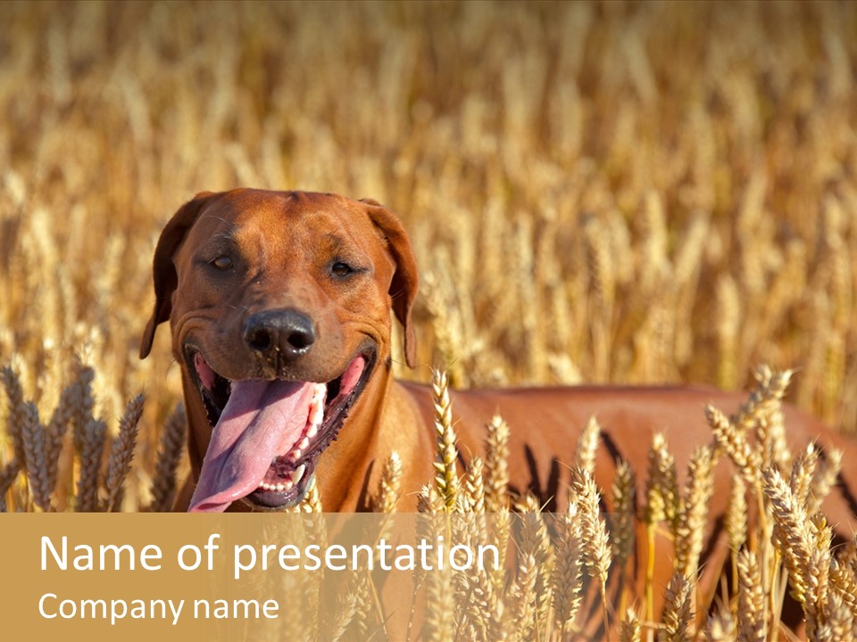 Portrait Dog Agricultural PowerPoint Template