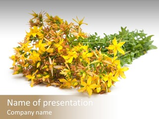 Treatment Haulm Inflorescence PowerPoint Template