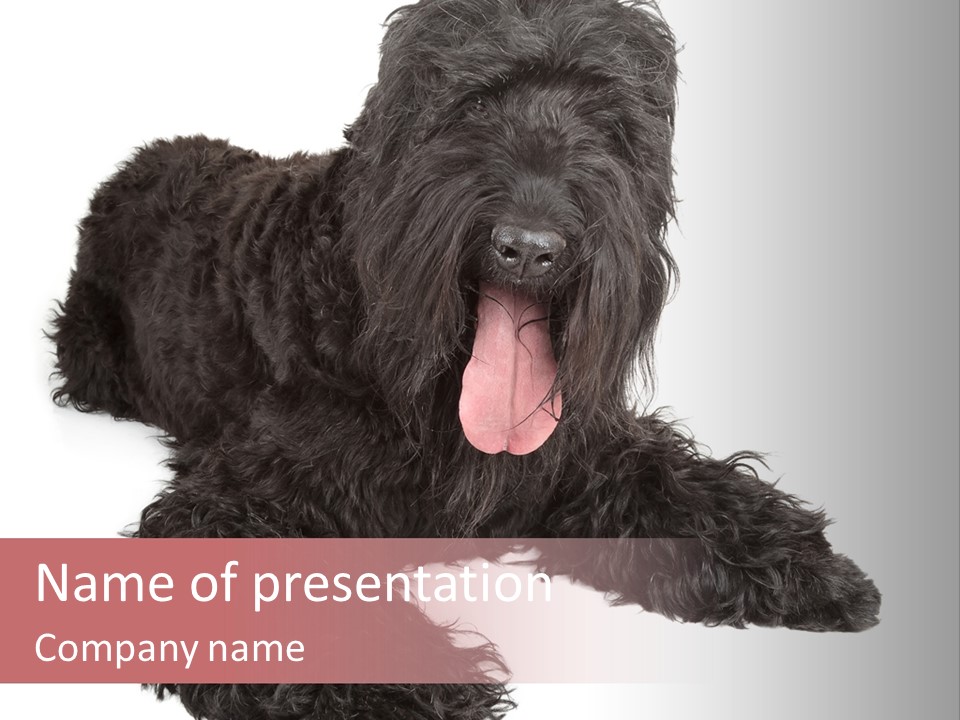 Pet Cut Out Black PowerPoint Template