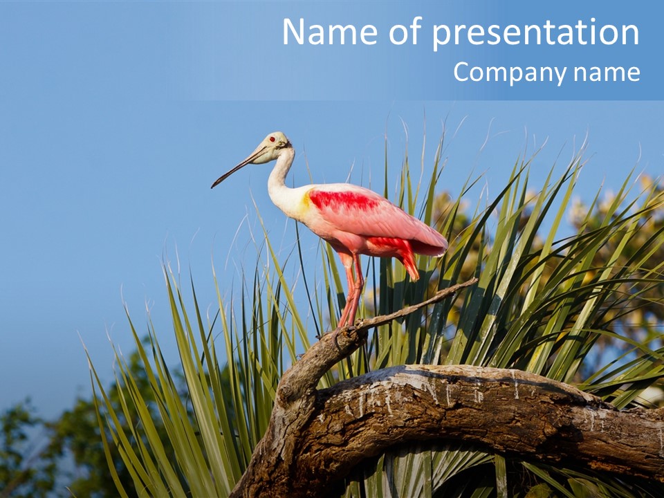 Platalea Ajaja Animal Rare PowerPoint Template