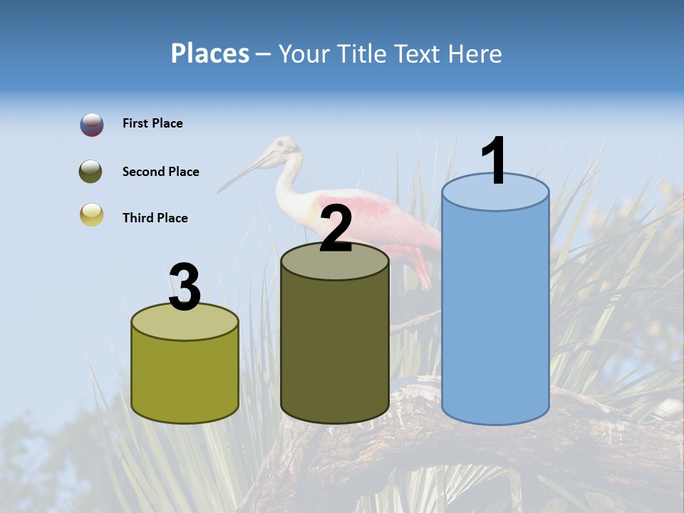 Platalea Ajaja Animal Rare PowerPoint Template