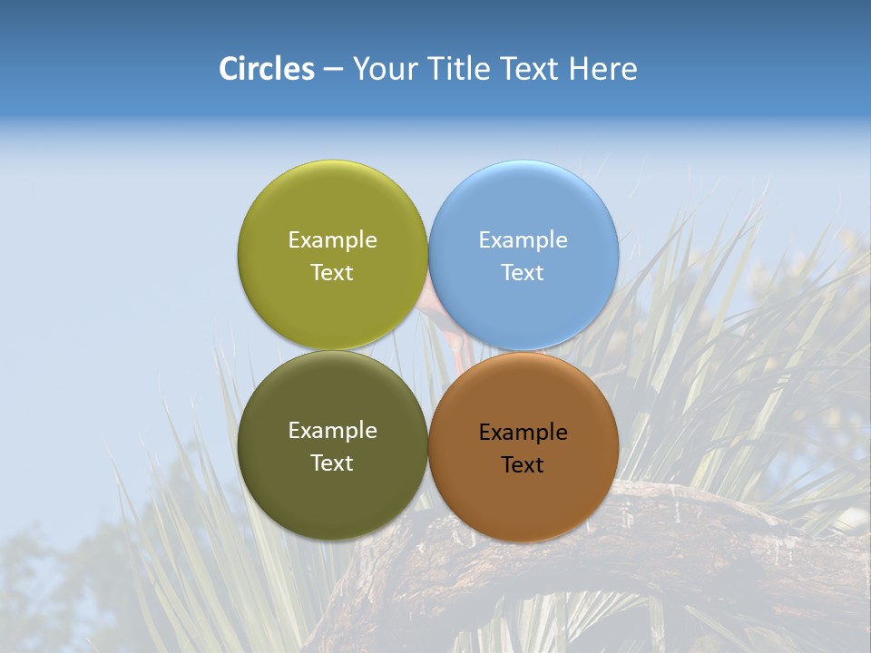 Platalea Ajaja Animal Rare PowerPoint Template