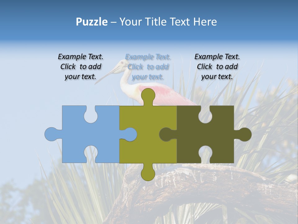 Platalea Ajaja Animal Rare PowerPoint Template