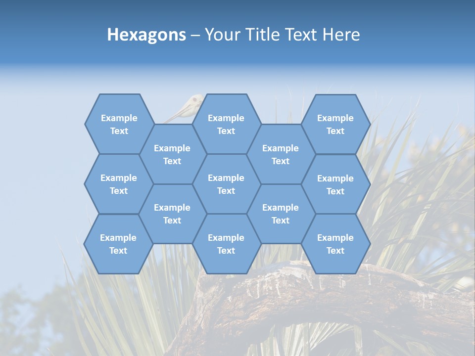 Platalea Ajaja Animal Rare PowerPoint Template