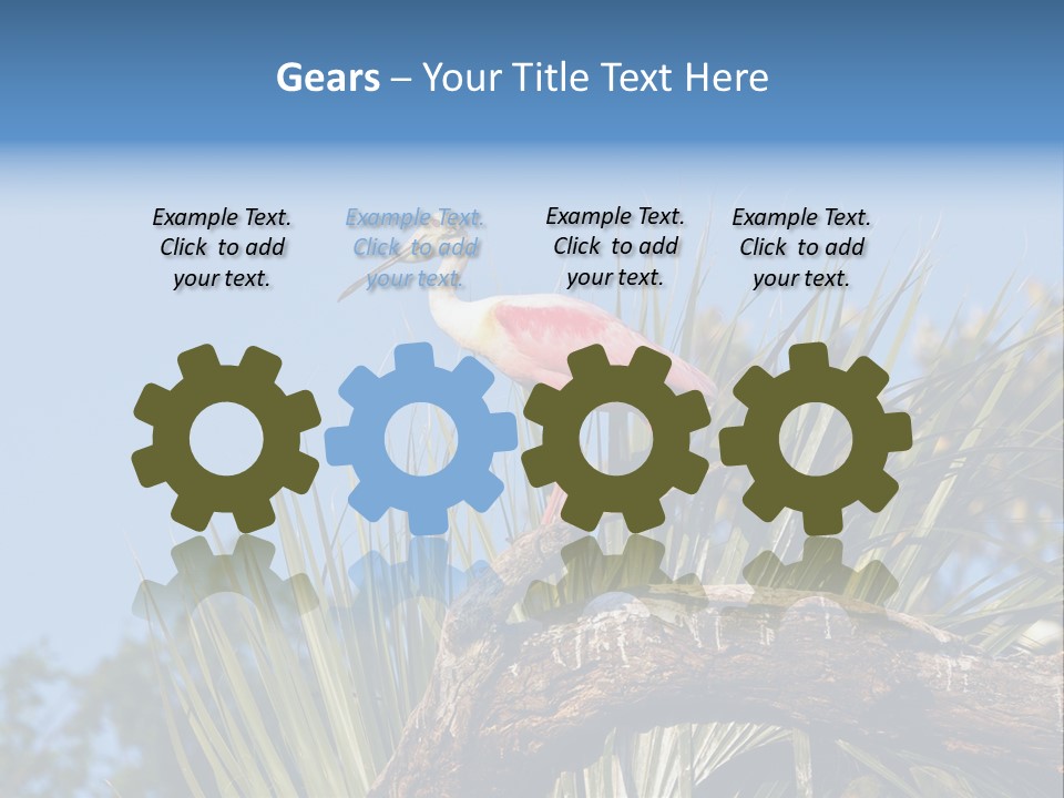 Platalea Ajaja Animal Rare PowerPoint Template