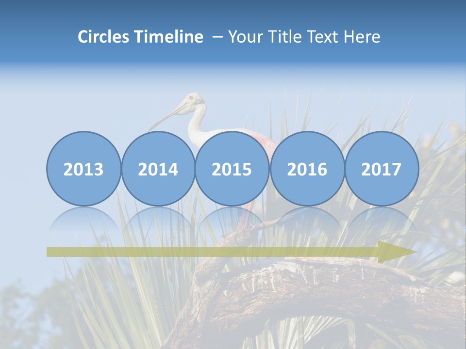 Platalea Ajaja Animal Rare PowerPoint Template