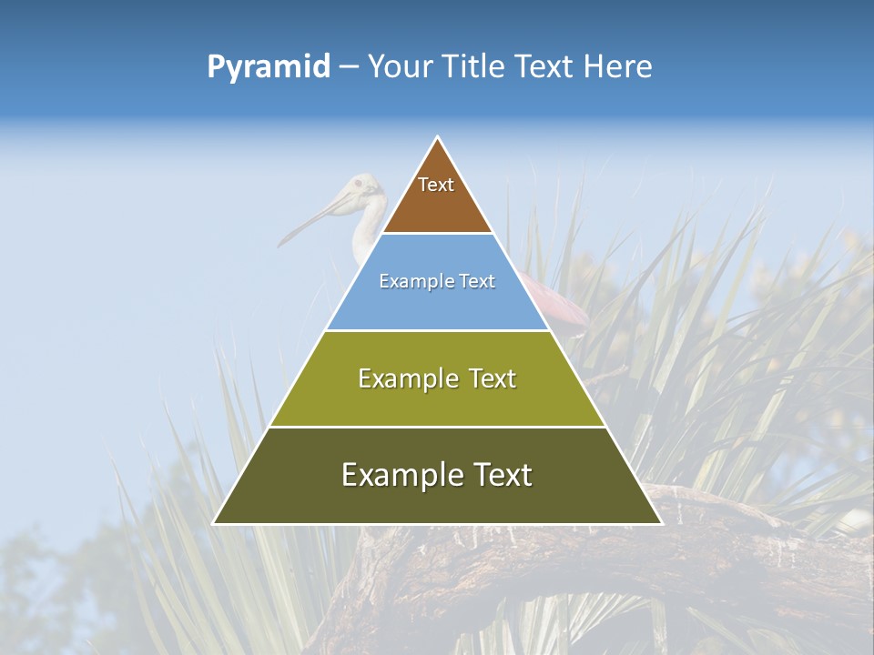 Platalea Ajaja Animal Rare PowerPoint Template