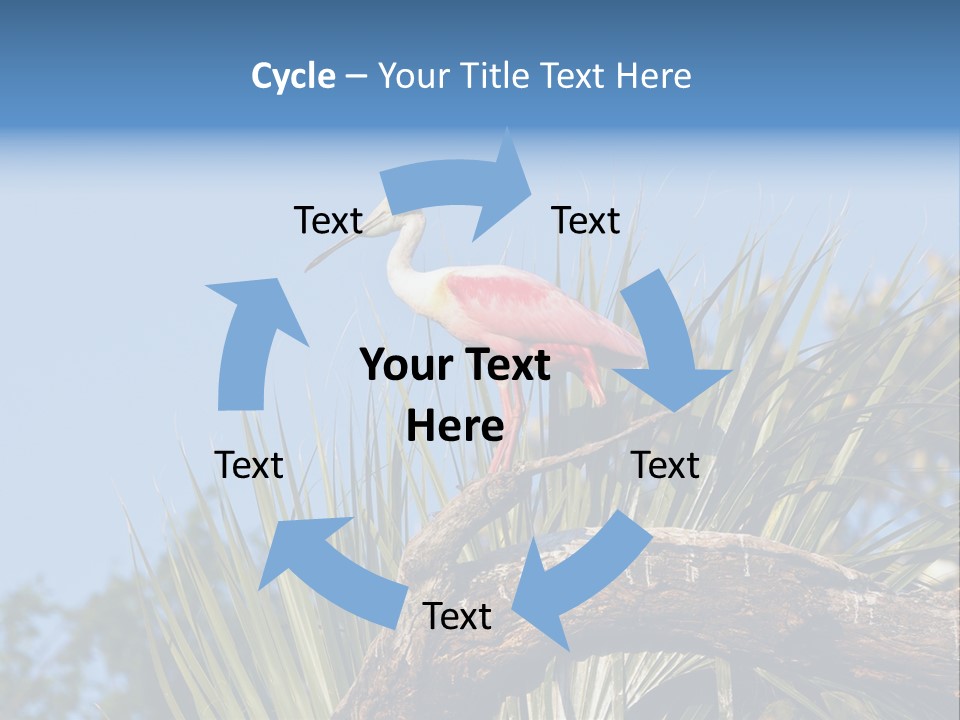 Platalea Ajaja Animal Rare PowerPoint Template