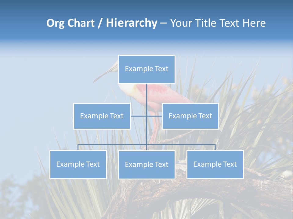 Platalea Ajaja Animal Rare PowerPoint Template