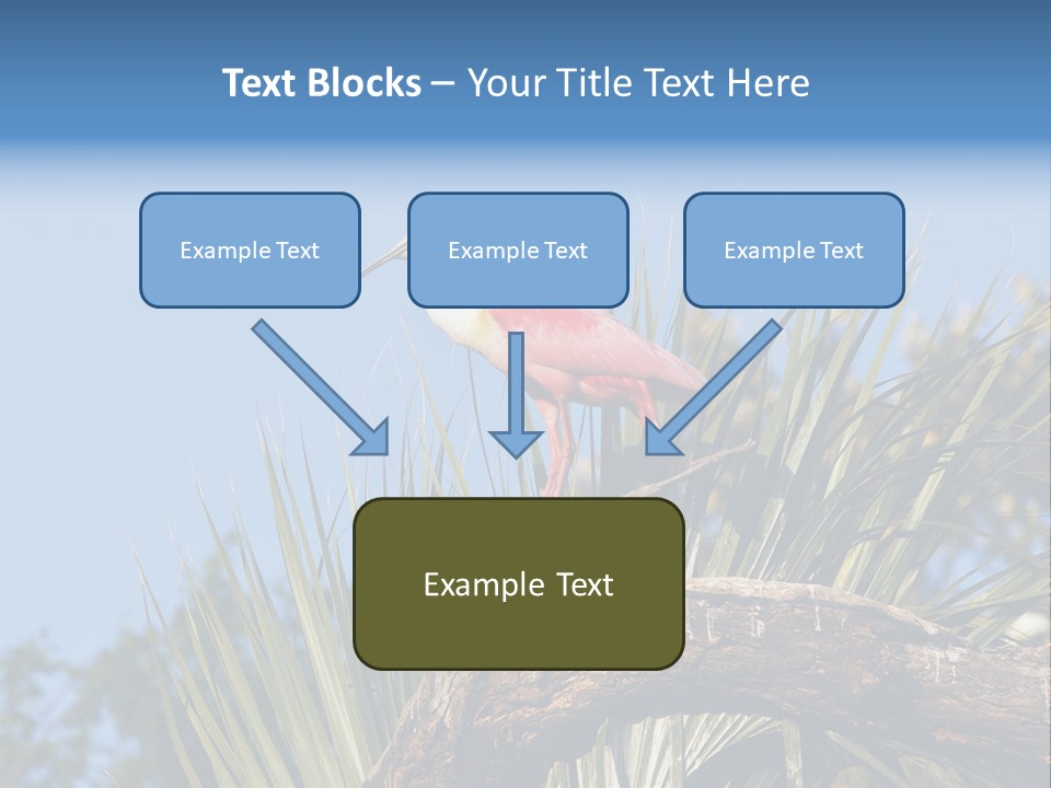 Platalea Ajaja Animal Rare PowerPoint Template