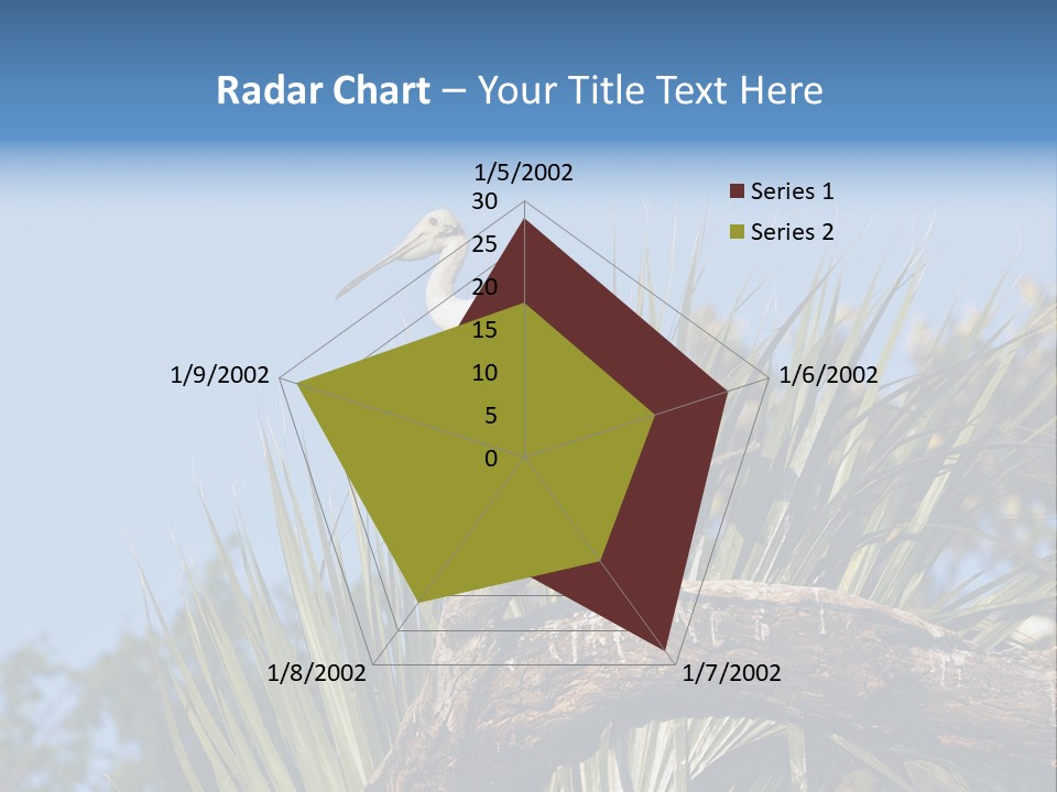 Platalea Ajaja Animal Rare PowerPoint Template