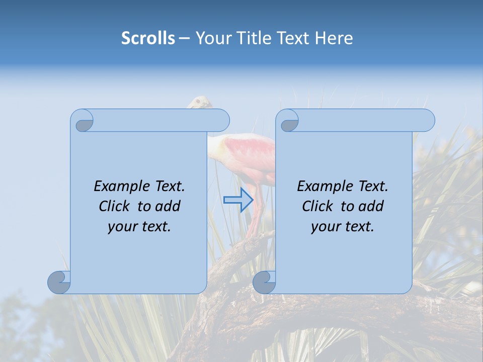 Platalea Ajaja Animal Rare PowerPoint Template