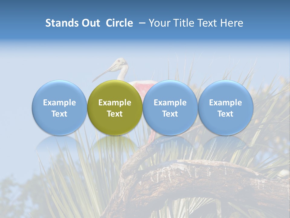 Platalea Ajaja Animal Rare PowerPoint Template