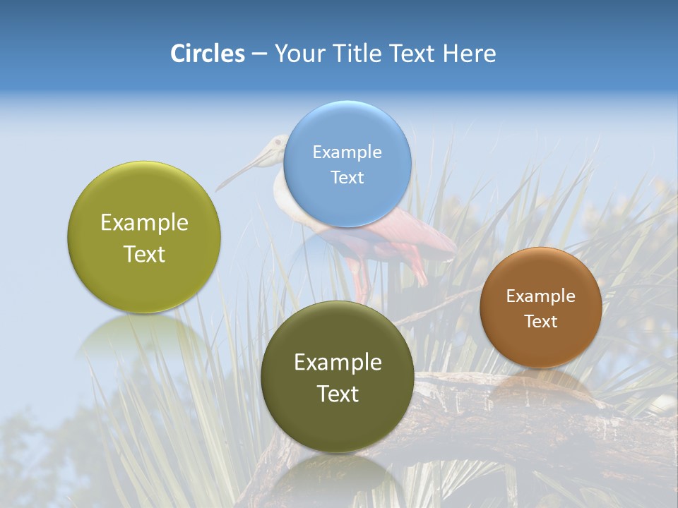 Platalea Ajaja Animal Rare PowerPoint Template