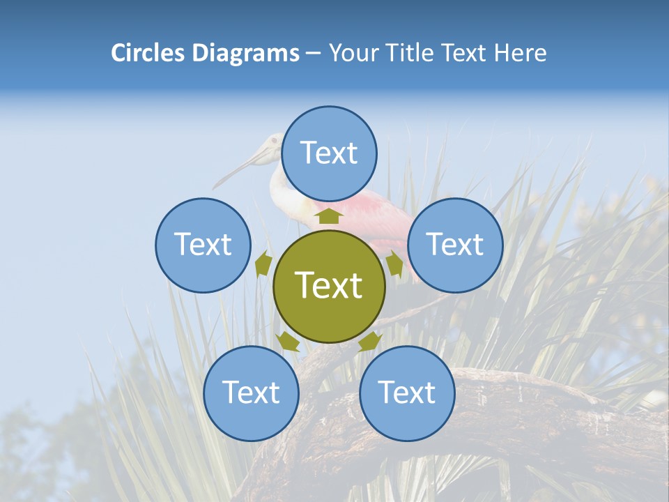 Platalea Ajaja Animal Rare PowerPoint Template