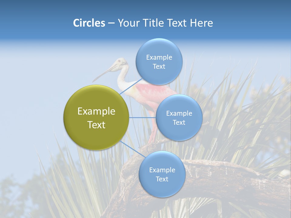 Platalea Ajaja Animal Rare PowerPoint Template