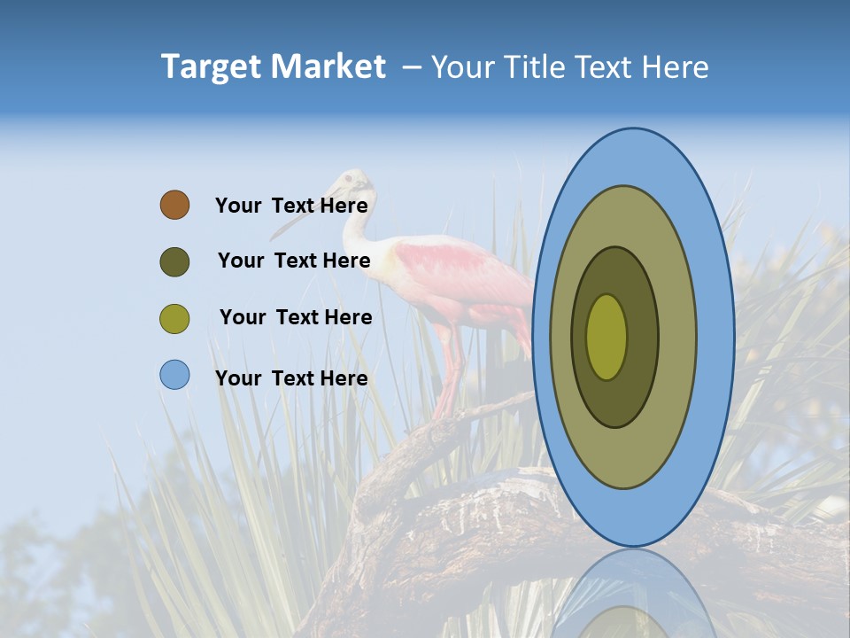 Platalea Ajaja Animal Rare PowerPoint Template